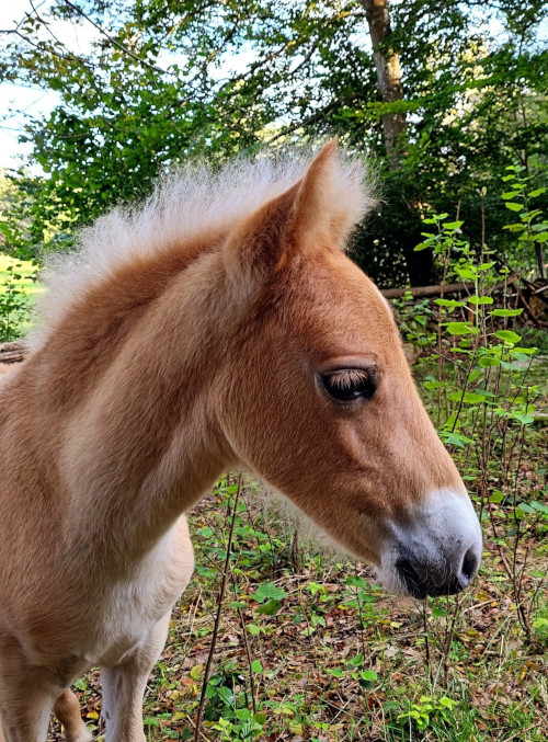 fölet i rätt storlek